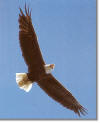 wildlife_eagle_big.jpg